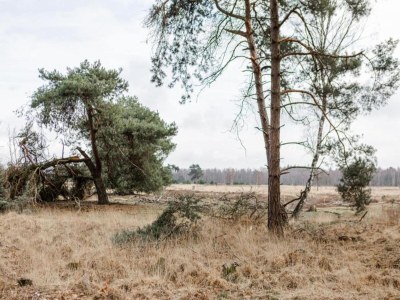 Holiday park Villa in Someren nahe Golfplatz - Environment photo 12