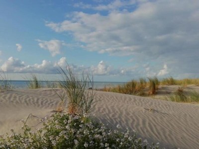 Holiday park Ferienhaus in Quend-Plage am Wald - Environment photo 20