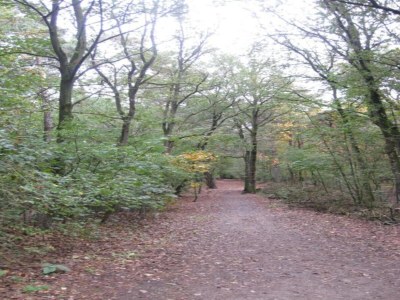 Holiday park Bungalow in De Peel am ruhigen Wald - Environment photo 21