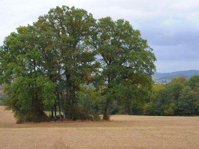 Holiday park Bungalow in der Eifel am Waldrand - Environment photo 17