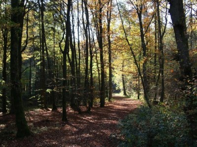 Holiday park Bungalow in der Eifel am Waldrand - Environment photo 20