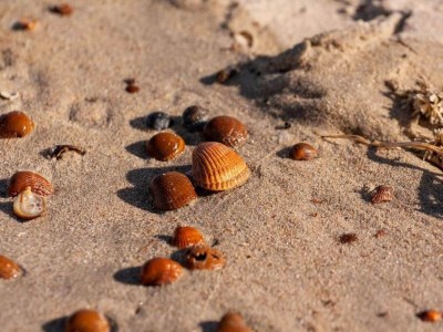 Holiday park Villa near North Sea Beach in De Banjaard - Environment photo 26