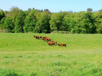 Holiday park Ferienhaus in Roussines mit Privatpool - Outdoor photo 2