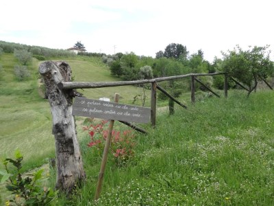 Holiday park Villa in Vinci with Private Pool & Vineyard Views - Outdoor photo 9