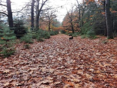 Holiday park Forest Glamping near Emmen - Environment photo 12