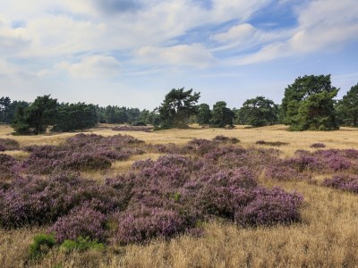 Holiday park Bungalow in Netherlands with Garden Terrace - Environment photo 14