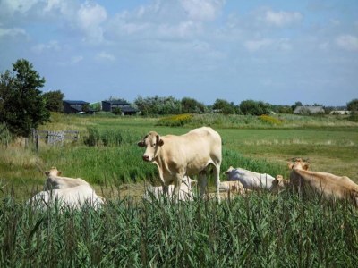 Holiday park Chalet nahe Callantsoog Strand - Environment photo 21