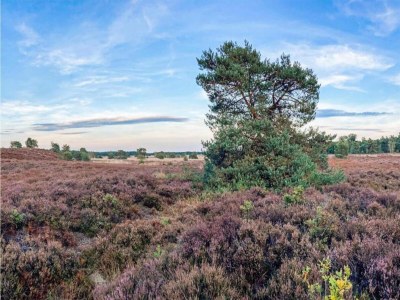 Holiday park Bungalow in Veluwe Nature Park Retreat - Environment photo 14
