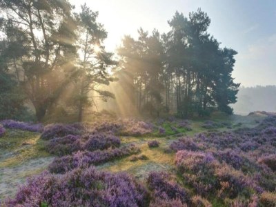 Holiday park Bungalow in Veluwe Nature Park Retreat - Environment photo 25