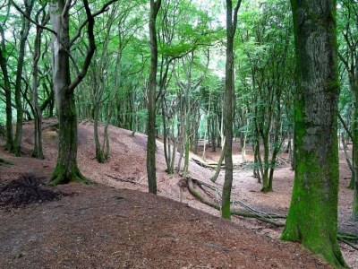 Holiday park Bungalow in Veluwe Nature Park Retreat - Environment photo 26
