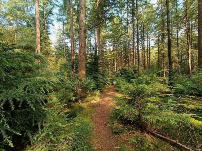 Holiday park Bungalow in Veluwe mit Sauna & Naturblick - Environment photo 16