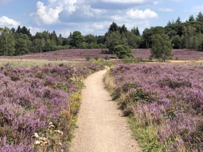 Holiday park Bungalow in Veluwe mit Sauna & Naturblick - Environment photo 21