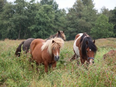 Holiday park Gruppenausflug aufs Land - Environment photo 17