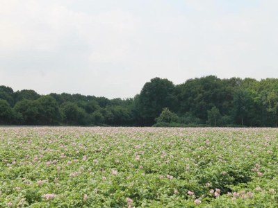Holiday park Ferienhaus nahe Biesbosch Nationalpark - Environment photo 16