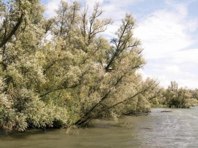 Holiday park Ferienhaus nahe Biesbosch Nationalpark - Environment photo 18