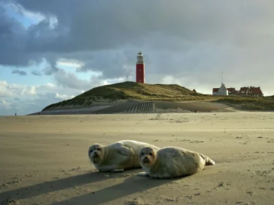 Holiday park Charming Thatched Villa in Texel - Environment photo 9