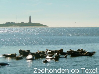 Holiday park Wohnung in den Niederlanden am Meer - Environment photo 27