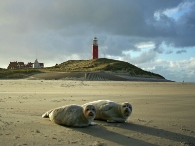 Holiday park Villa auf Texel nahe De Koog Strand - Environment photo 36