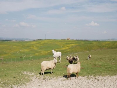 Farmhouse Geräumiges toskanisches Bauernhaus - Environment photo 38