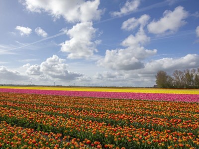 Holiday house Wildrijk 161 - Environment photo 15
