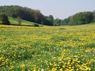 Holiday park Besondere Lodge mit toller Aussicht in Gulpen - Environment photo 16