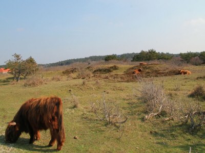 Holiday park Bloemendaal Beach Escape - Environment photo 18
