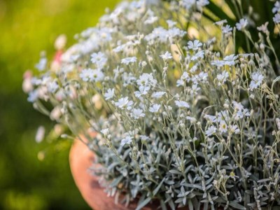 Villa Villa in Cortona mit Pool und Chiana Aussicht - Environment photo 28