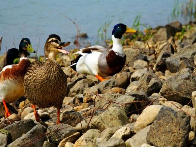 Holiday park Lodge by the Lake in Arcen's Tranquil Nature - Environment photo 30