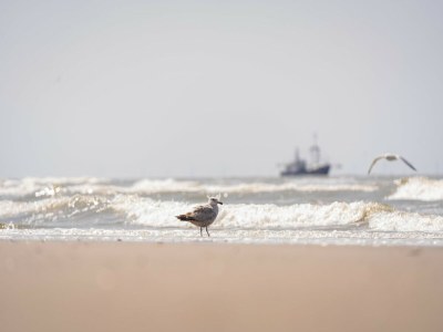 Holiday park Ferienhaus in Wijk aan Zee am Strand - Environment photo 30