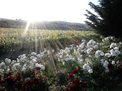Farmhouse San Gimignano Hillside Haven - Environment photo 22