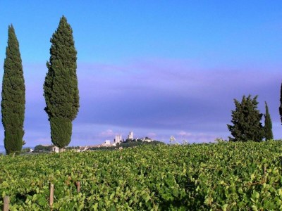 Farmhouse San Gimignano Hillside Haven - Environment photo 29