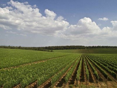 Farmhouse Belvilla by OYO Tulipano - Environment photo 34