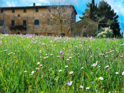 Holiday house Tuscan Charm Near Volterra - Outdoor photo 20