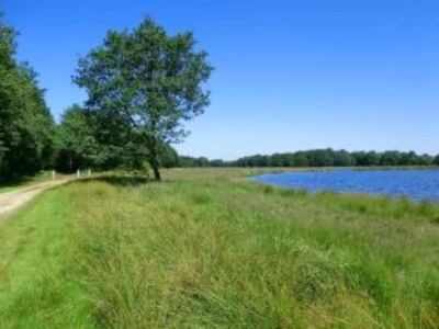 Holiday house Forest House in Appelscha near National Parks - Environment photo 28