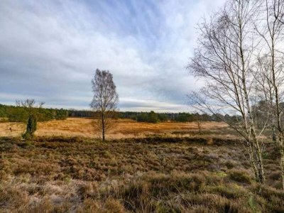 Holiday park Komfortabler Bungalow in der Veluwe - Environment photo 13