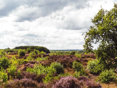 Holiday park Komfortabler Bungalow in der Veluwe - Environment photo 17