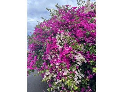Holiday house Country estate in the south of the island - Outdoor photo 33