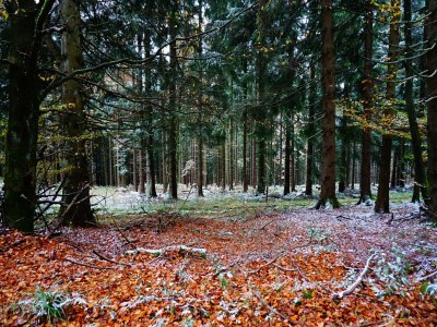 Holiday house Ferienhaus im Sauerland - Environment photo 36