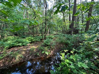 Holiday house Ferienhaus in Zelhem nahe Wald und Golf - Environment photo 30