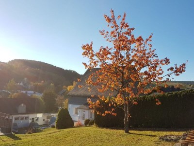 Holiday house Ferienhaus in Grönebach mit Terrasse - Outdoor photo 6