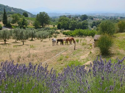 Farmhouse Country Farmhouse, Casperia - Environment photo 26