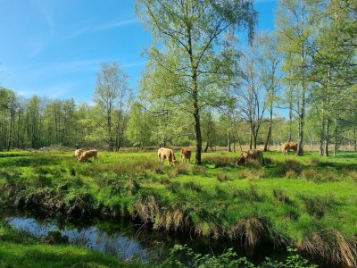 Holiday house Privater Anlegesteg + moderner Komfort - Environment photo 32