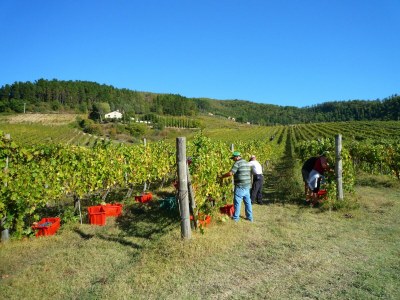 Farmhouse Farmhouse in Dicomano with Tuscan Views - Environment photo 15