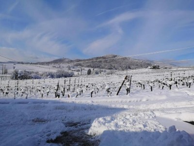 Holiday park Peaceful Alsace Retreat - Environment photo 23