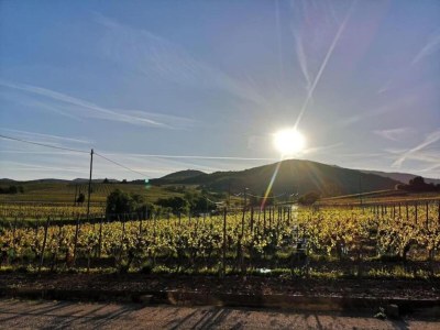Holiday park Apartment in Bergheim near Alsace Vineyards - Environment photo 20