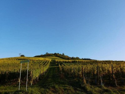 Holiday park Apartment in Bergheim near Alsace Vineyards - Environment photo 23