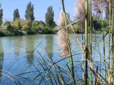Holiday park Resort in Arles mit Pools nahe Camargue - Environment photo 19