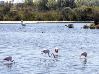 Holiday park Resort in Arles mit Pools nahe Camargue - Environment photo 16