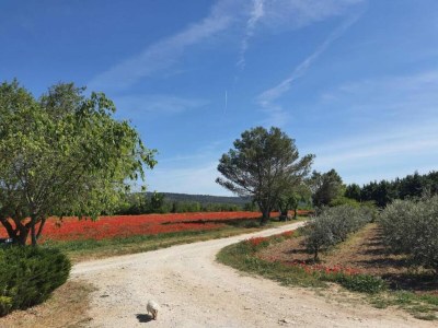 Holiday park Maisonette in Gordes near Vaucluse Hills - Environment photo 23