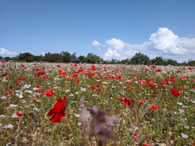 Holiday park Maisonette in Gordes near Vaucluse Hills - Environment photo 24